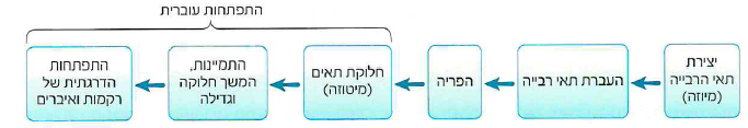 (בספר איור)